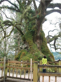 鹿児島県蒲生町八幡神社内 蒲生の大クス写真